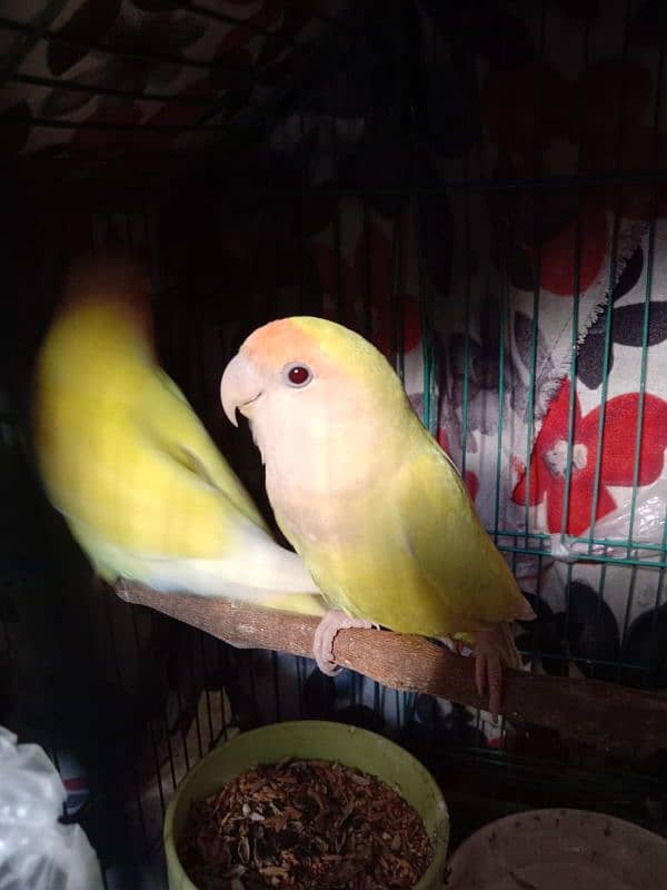 lovebirds and budgies 3