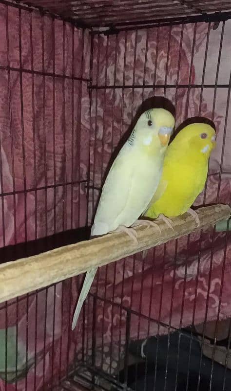 lovebirds and budgies 8