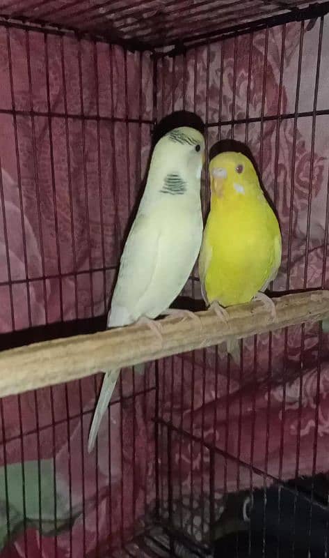 lovebirds and budgies 9