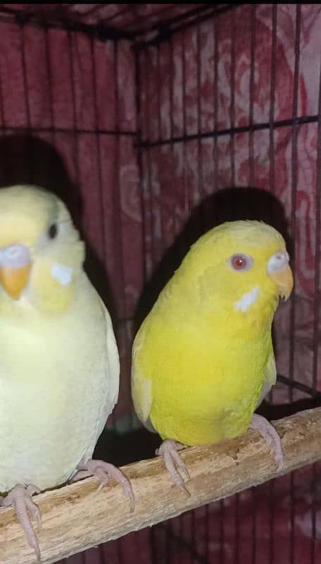 lovebirds and budgies 10