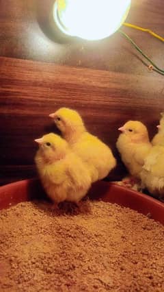 golden buff chicks & eggs