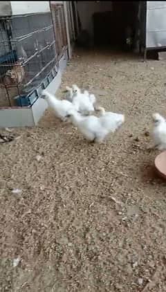 white silkie