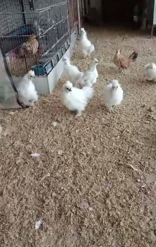 white silkie 2