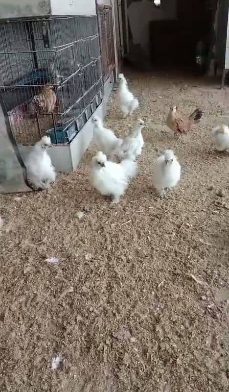 white silkie 4