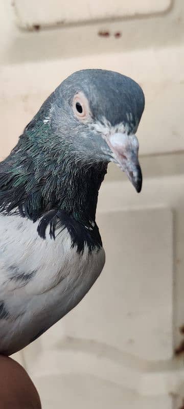 teedy pigeon 1