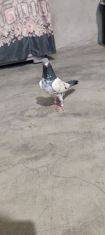 teedy pigeon 2