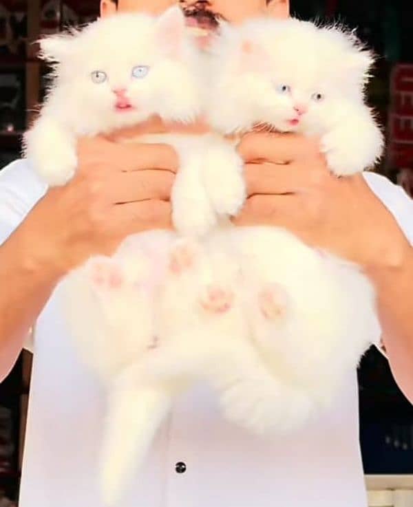 Cat/ Persian/ kittens/ Punch face/ triple coated-/ Blue Eyes/ Baby/ 1