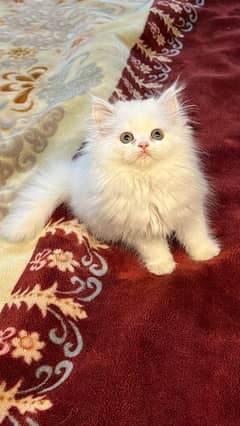 Cat/ Persian/ kittens/ Punch face/ triple coated`/ Blue Eyes/ Baby/