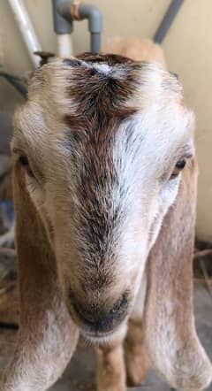 baby male goat