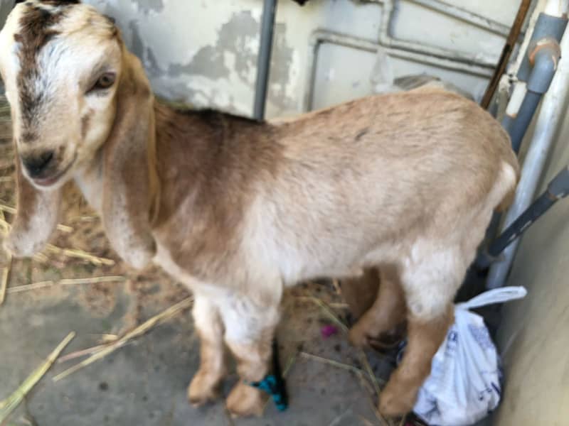 baby male goat 2