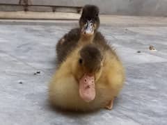 Ducks