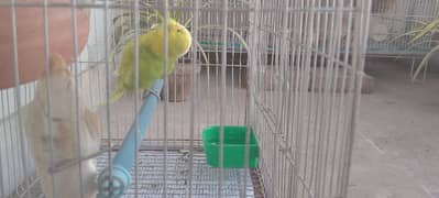 Australian cockatiel with cage