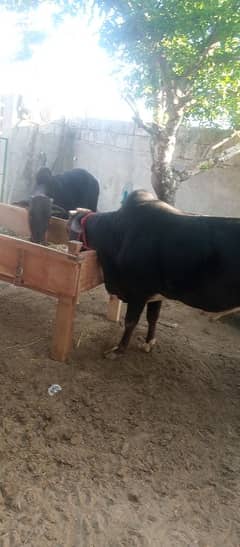 qurbani k kattle