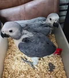 African grey parrot chicks for sale Whatsapp number 0330*75*95*248. . .