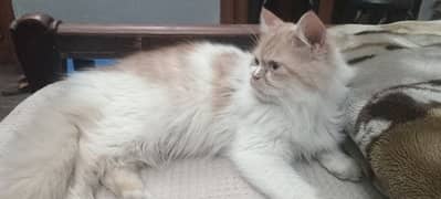 Persian cat male 3 cot butey full