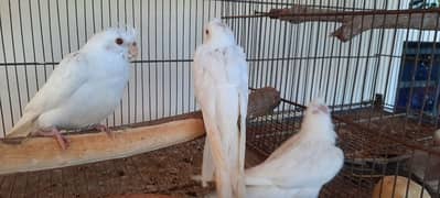 albino pure white 03 pices for sale