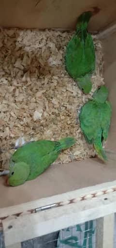 green chicks for sale