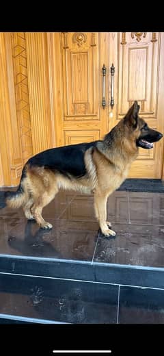 German shepherd king size double coat for sale