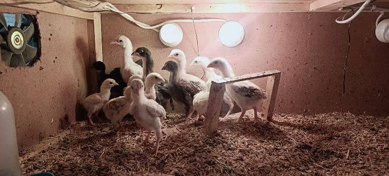 Aseel Chicks of Mianwali, Mushka & Lasani, Age 1-30 days, Fertile Eggs 2