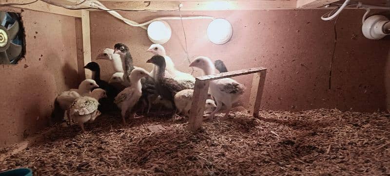 Aseel Chicks of Mianwali, Mushka & Lasani, Age 1-30 days, Fertile Eggs 3