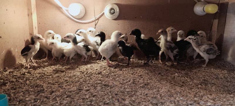 Aseel Chicks of Mianwali, Mushka & Lasani, Age 1-30 days, Fertile Eggs 4