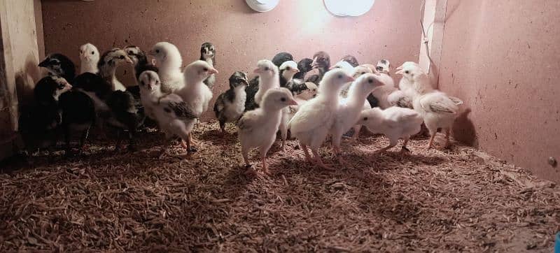 Aseel Chicks of Mianwali, Mushka & Lasani, Age 1-30 days, Fertile Eggs 7