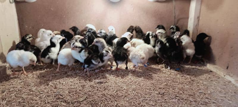 Aseel Chicks of Mianwali, Mushka & Lasani, Age 1-30 days, Fertile Eggs 9