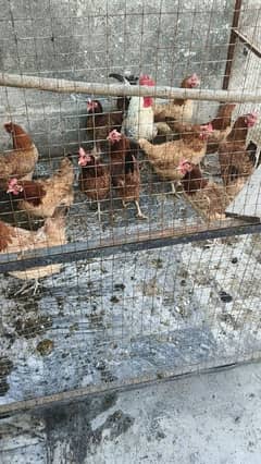 Egg Laying Hens