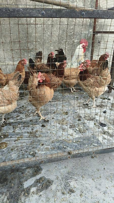 Egg Laying Hens 1