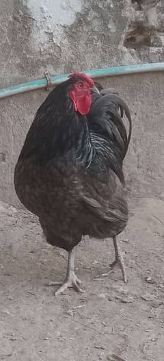 Australorp