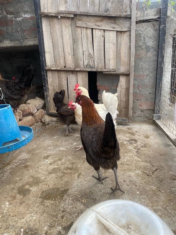 Hens for sale 2