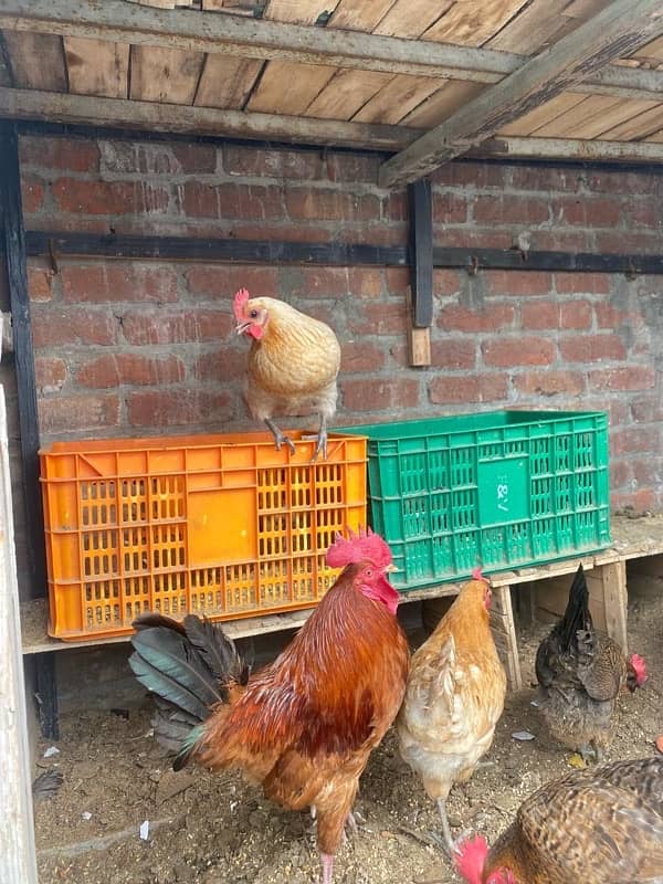 Hens for sale 3