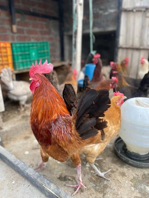 Hens for sale 4