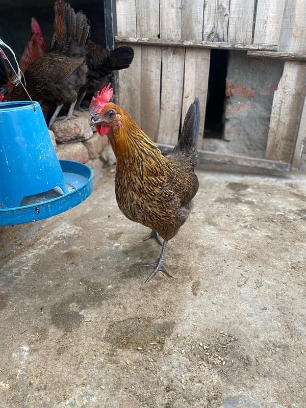 Hens for sale 5