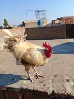 Desi golden murga