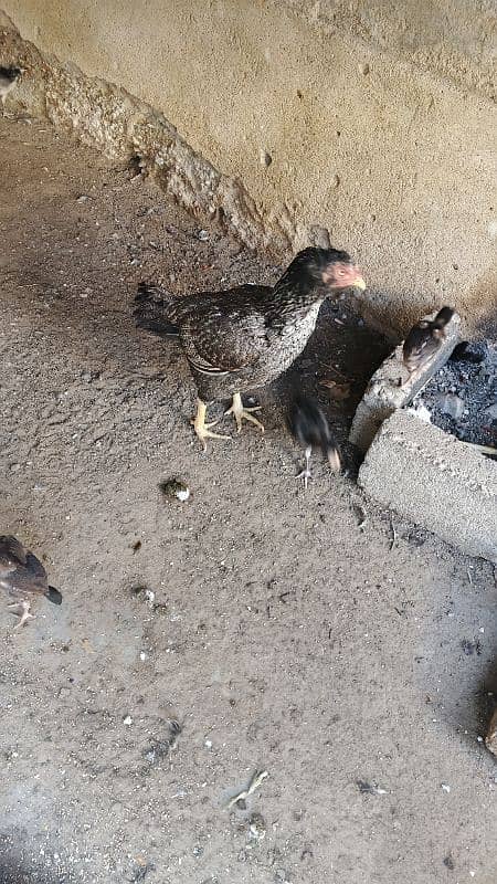 Murgi with 8 chick 0