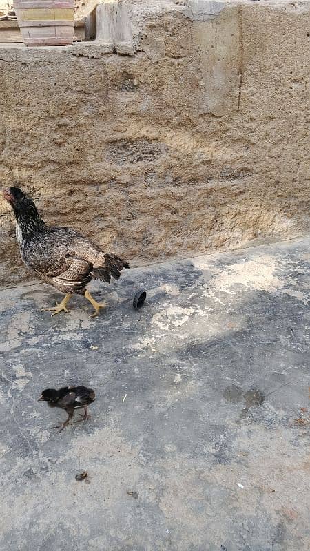 Murgi with 8 chick 2