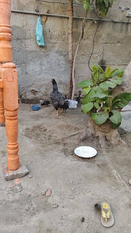 Murgi with 8 chick 3