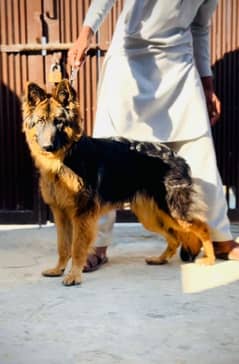 German shepherd adult female of 8 months for sale extreme quality