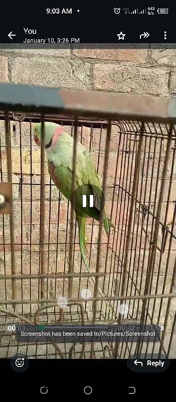 parrot for sale 2