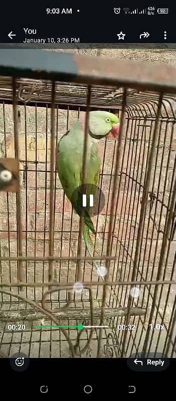 parrot for sale 3