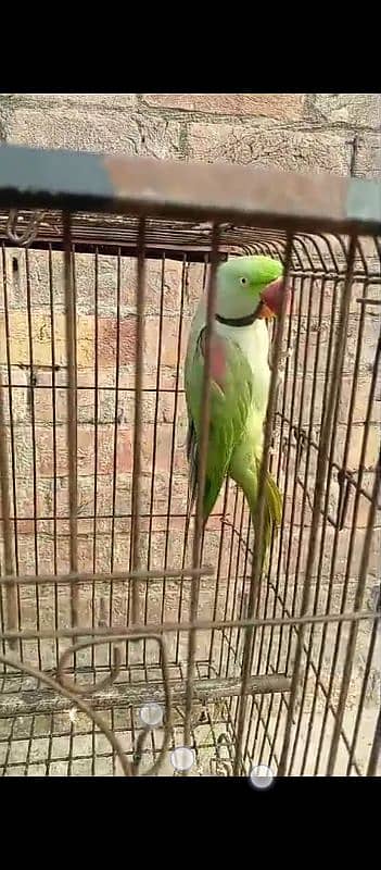 parrot for sale 4