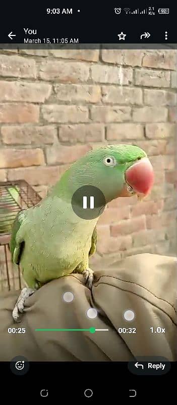 parrot for sale 5