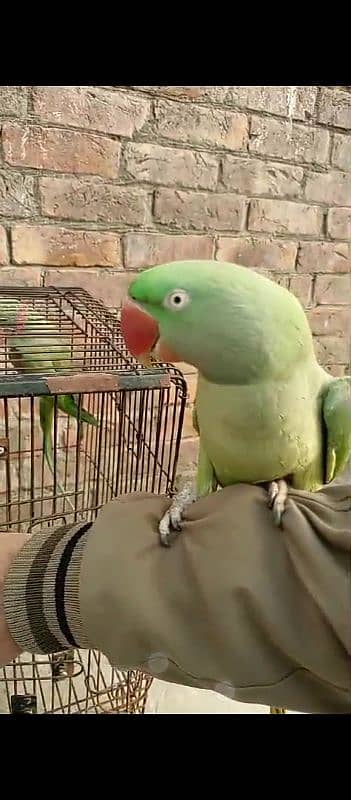 parrot for sale 6