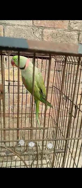 parrot for sale 7