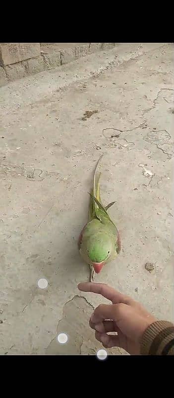 parrot for sale 8