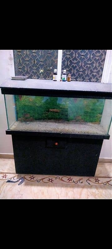 fish aquarium 0