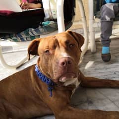 Vaccinated Male Pitbull