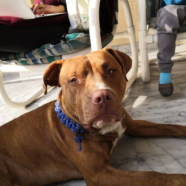 Vaccinated Male Pitbull 0