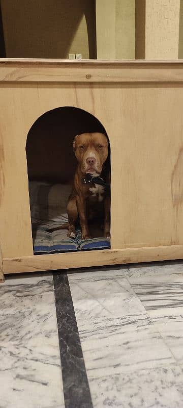 Vaccinated Male Pitbull 1